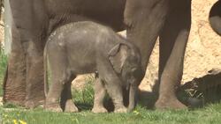 Prague Zoo welcomes new baby elephant Instructional Video