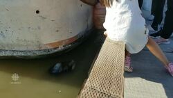 Sea lion grabs girl and the warnings go up News Clip