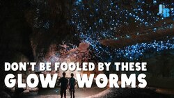 New Zealand Glowworms Eat Like Spiders Instructional Video