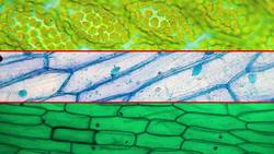 Types of Plant Cells Instructional Video