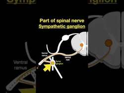 Testing ANS #shorts (Part A) Instructional Video