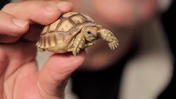 3 Care Tips for Sulcata Tortoises Instructional Video