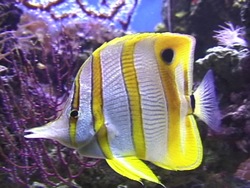 Animales complejos: introducción Instructional Video