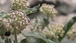 Bumble Bees on flowers Stock Footage