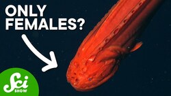 Why Are There No Male Whalefish? Instructional Video