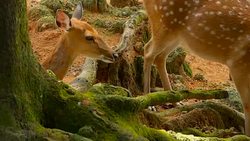 Wildlife scene. Beautiful young fallow whitetail deer, wild mammal animal in forest surrounding. Spotted, Chitals, Cheetal, Axis, Cervus nippon or Japanese deer grazing in natural habitat in the sun. Stock Footage