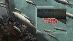 Microplastics alter fish respiratory, reproductive systems: Study Instructional Video