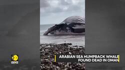 Arabian sea humpback whale found dead in Oman News Clip