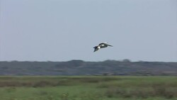 Australian Pelican (Pelecanus conspicillatus) coming into land Stock Footage