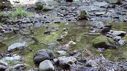 Mountain River streaming, Transparent Water and stones Stock Footage
