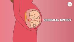 Why Is Blood Drawn From Veins And Not From Arteries? Instructional Video