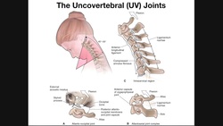 The Uncovertebral (UV) Joints of the Cervical Spine Instructional Video