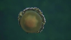 Fried egg jellyfish Stock Footage