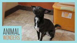 Little Dog Training Instructional Video