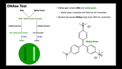 DNAse Test | Theory & Results Instructional Video