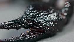 Behold the Scorpion King Instructional Video