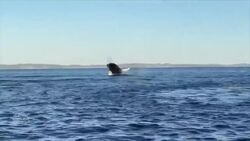 Canadian good news stories of 2020 News Clip