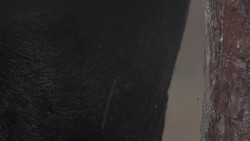 Elk scratching Stock Footage