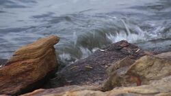 Harmful algae blooms in the Hudson River from Kingston-Rhinecliff Bridge to West Point News Clip