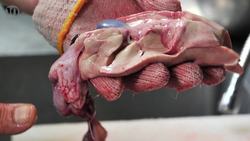 10 Most Dangerous Foods In The World Instructional Video