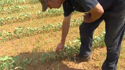 Heat wave keeping Nova Scotia farmers busy News Clip