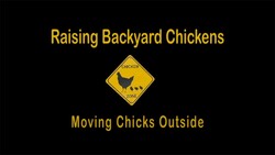 Raising Backyard Chickens - Moving Chicks Outside Instructional Video