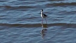 VOICED : Manglares de Panamá, un amenazado refugio para las aves migratorias de América News Clip