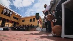 CLEAN : With dogs as public, Bogota orchestra hosts animal rights concert News Clip
