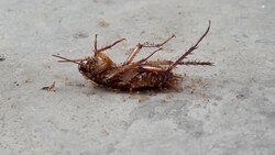 The dead of Cockroach and ants Stock Footage
