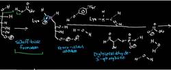 Deoxyribose-5-Phosphate Aldolase Physiology, Biochemistry, and Mechanism Instructional Video