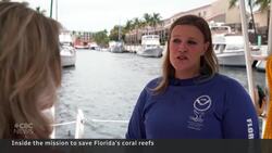Coral reefs in Florida are hurting, but this may be the way to save them News Clip