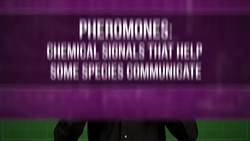 The Weird, Delightful Smells of Being Human Instructional Video