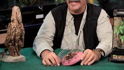 5 Cool Facts & Care Tips for Red Rump Tarantulas Instructional Video