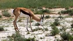 Springbok grazing in Kalahari, South Africa Stock Footage