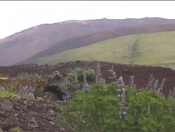 Plant Growth, Development, and Response: Seed Dispersal Instructional Video