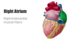 Right atrium Instructional Video