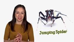 Exploring the World of Spiders: From Black Widows to Tarantulas Instructional Video