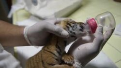 CLEAN : Nicaraguan zoo takes care of its fourth Bengal tiger in captivity News Clip
