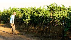 The Oldest Pinot Noir Vines in the Willamette Valley Instructional Video