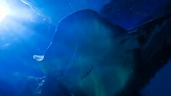 Sunlight through underwater and tropical fish Stock Footage