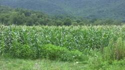 Is Organic Better for You? Instructional Video