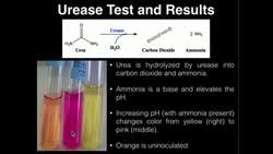 Microbiology: Urea Test Instructional Video