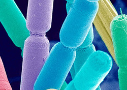 Eukaryote Instructional Video