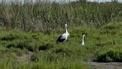 Gray heron and two ibis take off in 4k Stock Footage