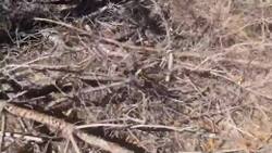 Southern pine beetles wreaking havoc on trees in Manorville News Clip