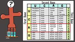 How to Read a Codon Chart Instructional Video