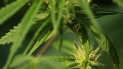 blooming medical cannabis plant Stock Footage