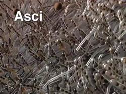 Fungi: Sac Fungi Instructional Video