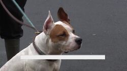 3 Newark shelter dogs will be euthanized Tuesday if no forever home is found News Clip