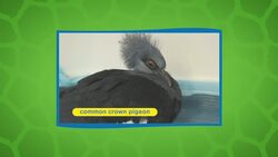 The Birds at Singapore's Jurong Bird Park Get the Highest Level of Care Instructional Video